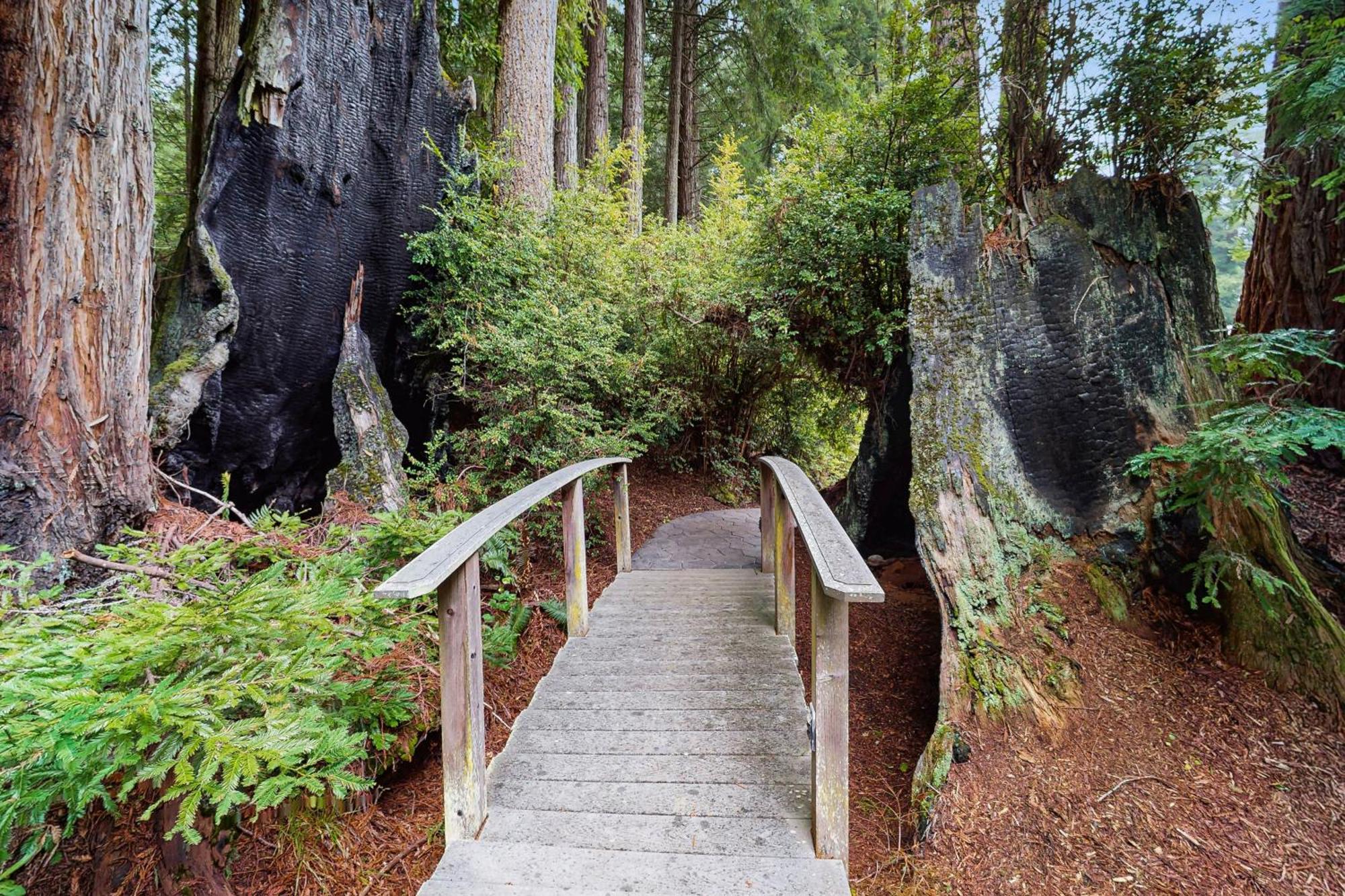 Serene Redwood Retreat Arcata Esterno foto