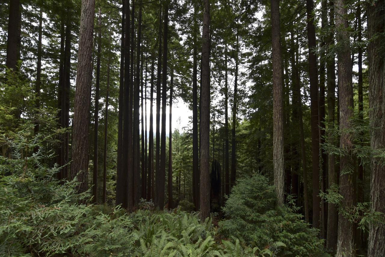 Serene Redwood Retreat Arcata Esterno foto
