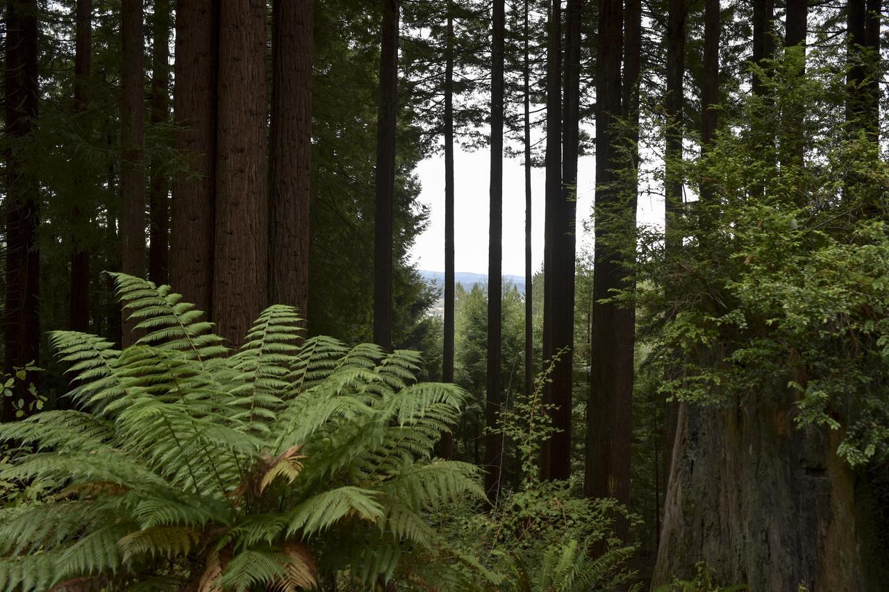 Serene Redwood Retreat Arcata Esterno foto